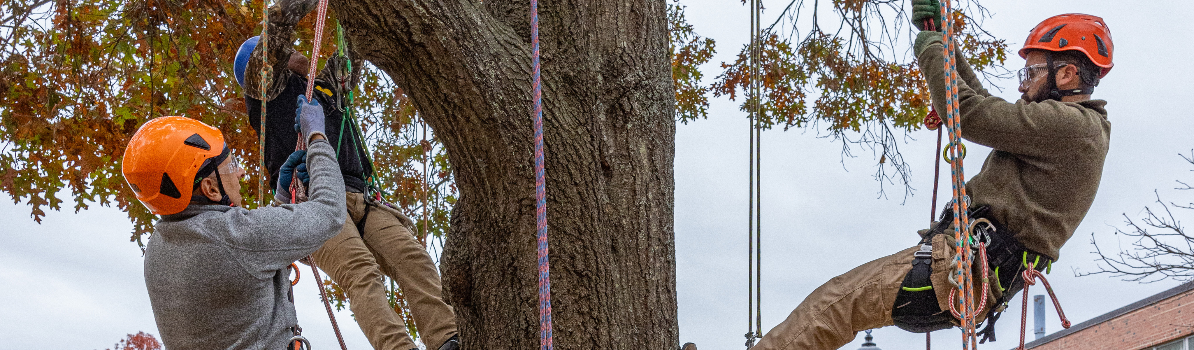 rope climbing in a tree